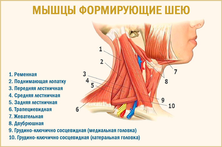 Мышцы шеи Мышцы на шее