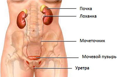 Болит левый низ спины у женщин